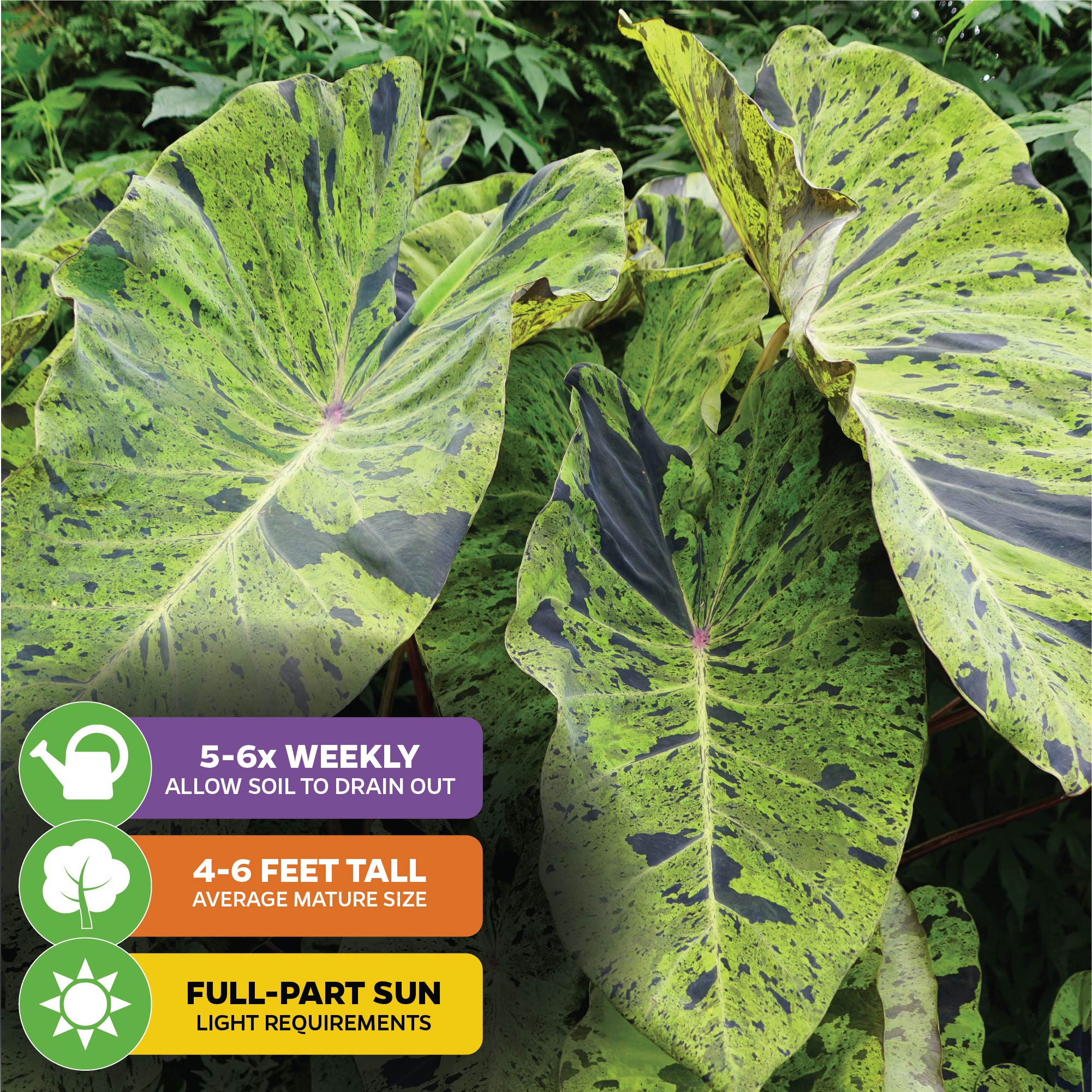 The Wellspring Gardens Mojito Elephant Ear PPAF (Colocasia esculenta) features large, green, variegated leaves with dark speckles. Grows 4–6 ft tall in full to part sun; water 5–6 times weekly for best results.