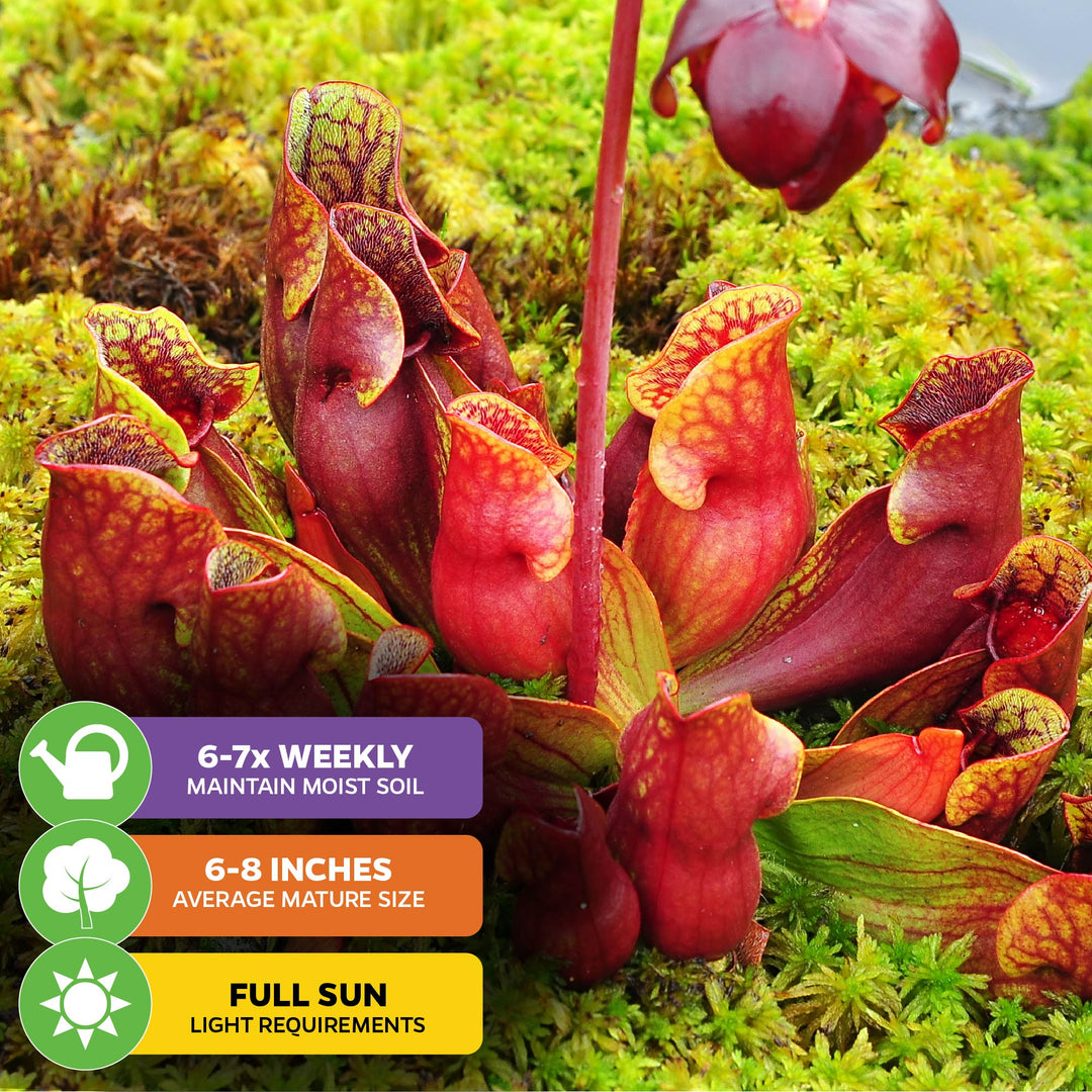 Purpurea Venosa Carnivorous Purple Pitcher Plant - Sarracenia