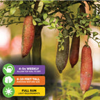 Red Finger Lime Tree - Citrus australasica