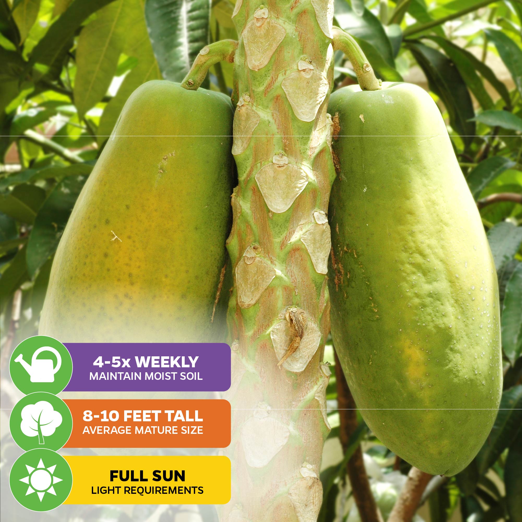 Red Lady Papaya (Premium size) - Carica papaya