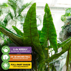 Reticulata Elephant Ear - Alocasia zebrina