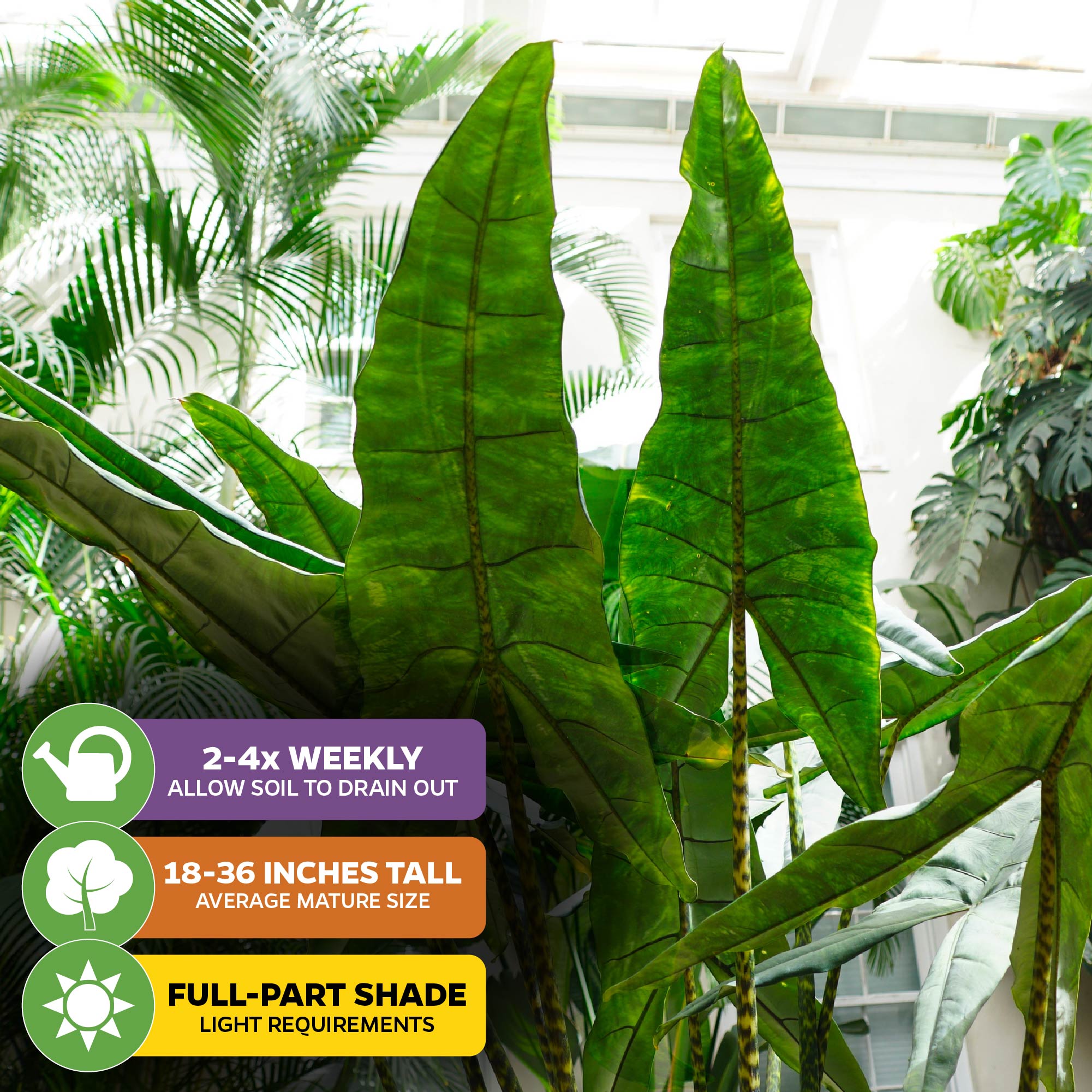 Reticulata Elephant Ear - Alocasia zebrina