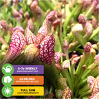 Close-up of Scarlet Belle Carnivorous Pitcher Plant – Sarracenia by Wellspring Gardens: green leaves, red-veined white pitchers. Care icons show water 6–7×/week, matures at 12", and grows best in full sun from its basal rosette.