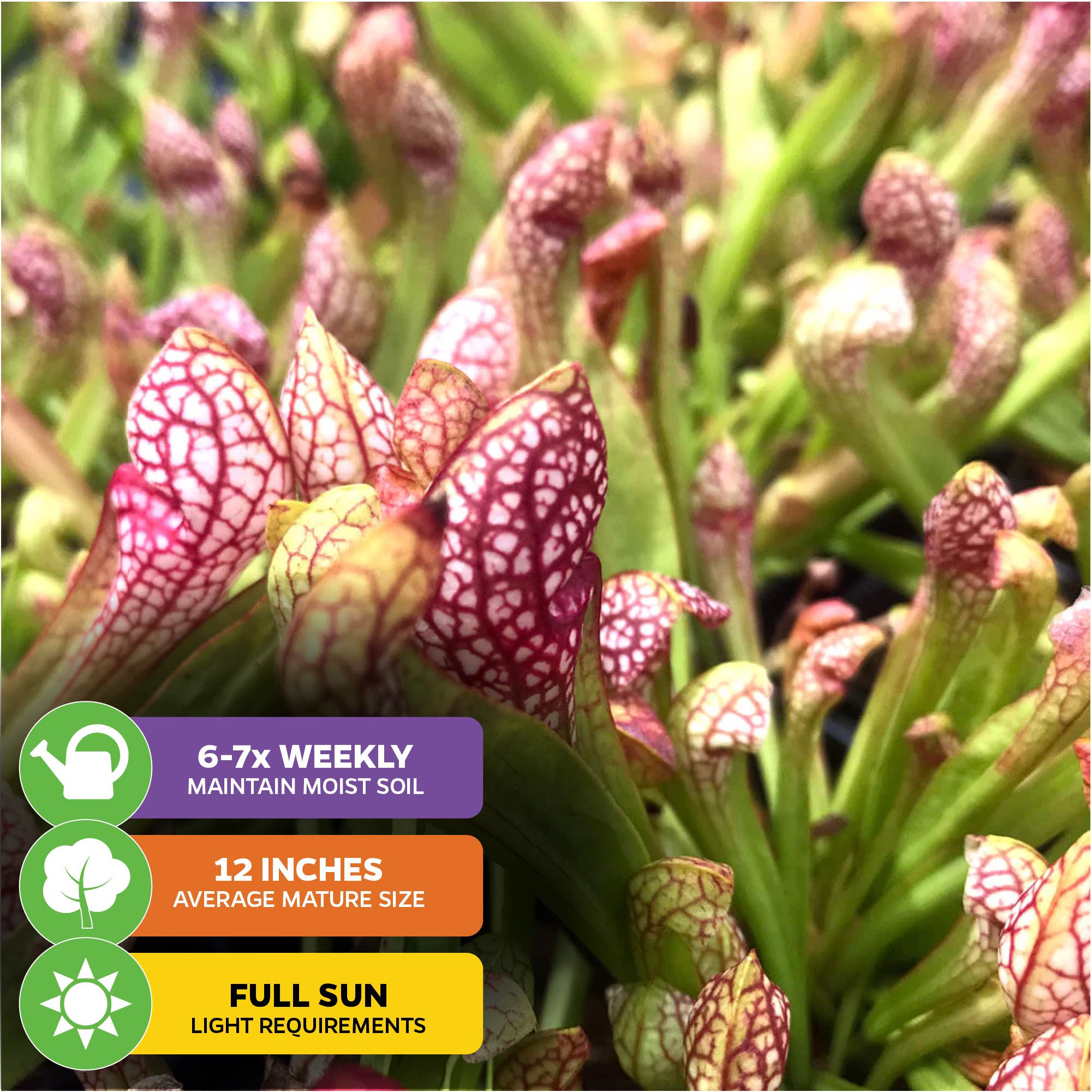 Close-up of Scarlet Belle Carnivorous Pitcher Plant – Sarracenia by Wellspring Gardens: green leaves, red-veined white pitchers. Care icons show water 6–7×/week, matures at 12", and grows best in full sun from its basal rosette.