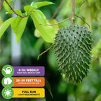 A spiky green Soursop 'Guanabana' Tree (Annona muricata) by Wellspring Gardens hangs from a branch. Care icons: water 4–5x/wk, grows 25–30 ft tall, needs full sun. Valued for its potential anti-carcinogenic properties.