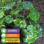 The Spotted Leopard Plant (Tractor Seat Plant) - Farfugium japonicum 'Aureomaculata' by Wellspring Gardens has large, round green leaves with yellow spots. It grows 2-3 ft tall in moist soil when watered 4-5 times weekly and thrives in part to full shade.