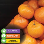 Sugar Belle Orange Tree - Citrus x reticulata 'Sugar Belle'