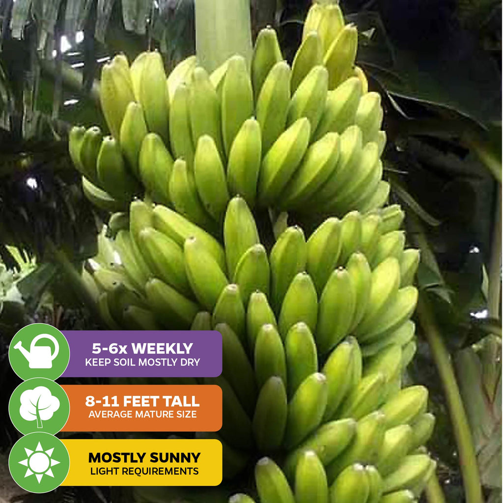 Sweetheart Banana - Musa