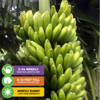 Sweetheart Banana - Musa
