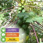 A cluster of green TR Hovey Dwarf Papayas (Premium size) by Wellspring Gardens grows under large leaves; water 4–5 times weekly. This self-fertile Carica papaya reaches 4–6 ft and needs full sun as sunlight filters through the foliage.