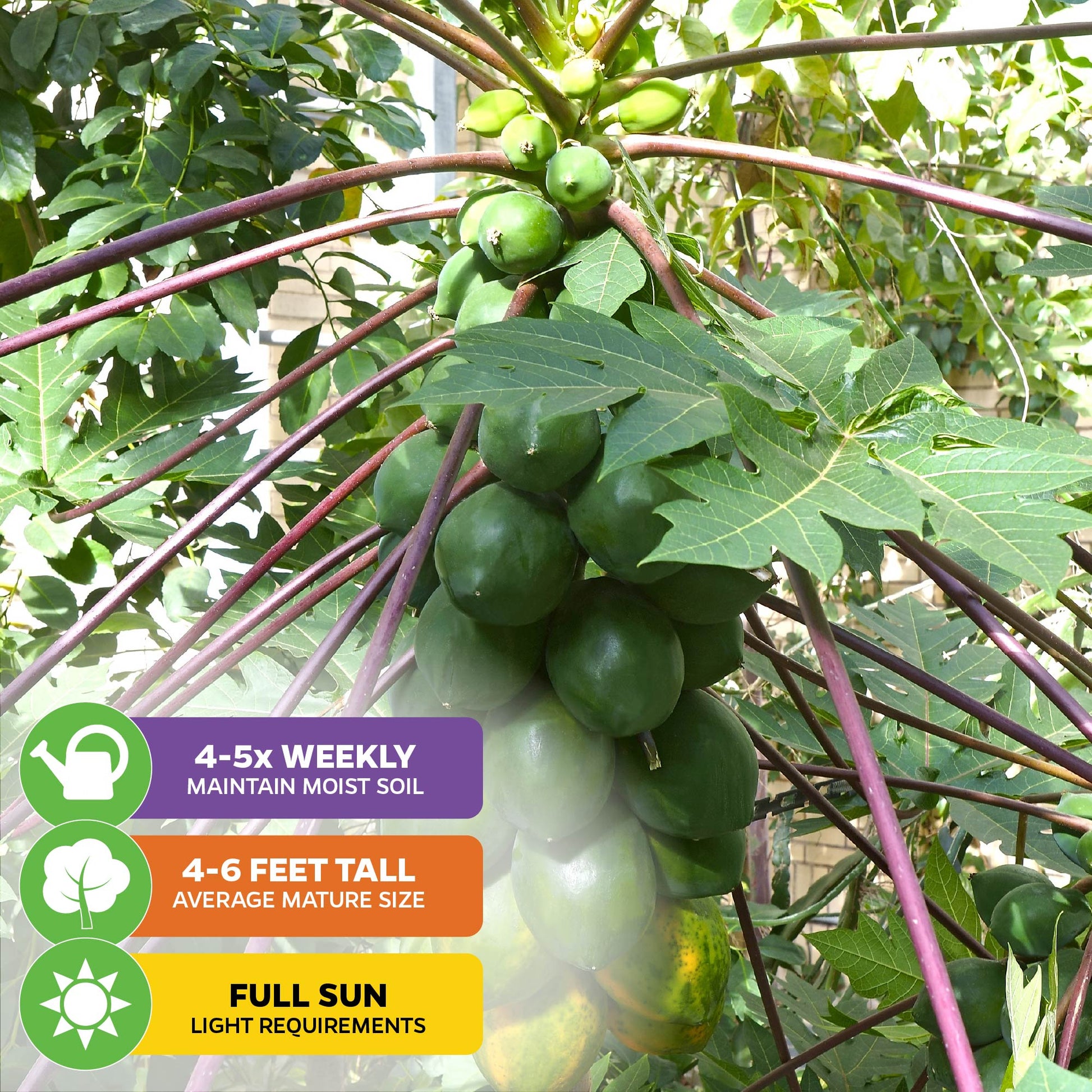 TR Hovey Dwarf Papaya (Premium size) - Carica papaya