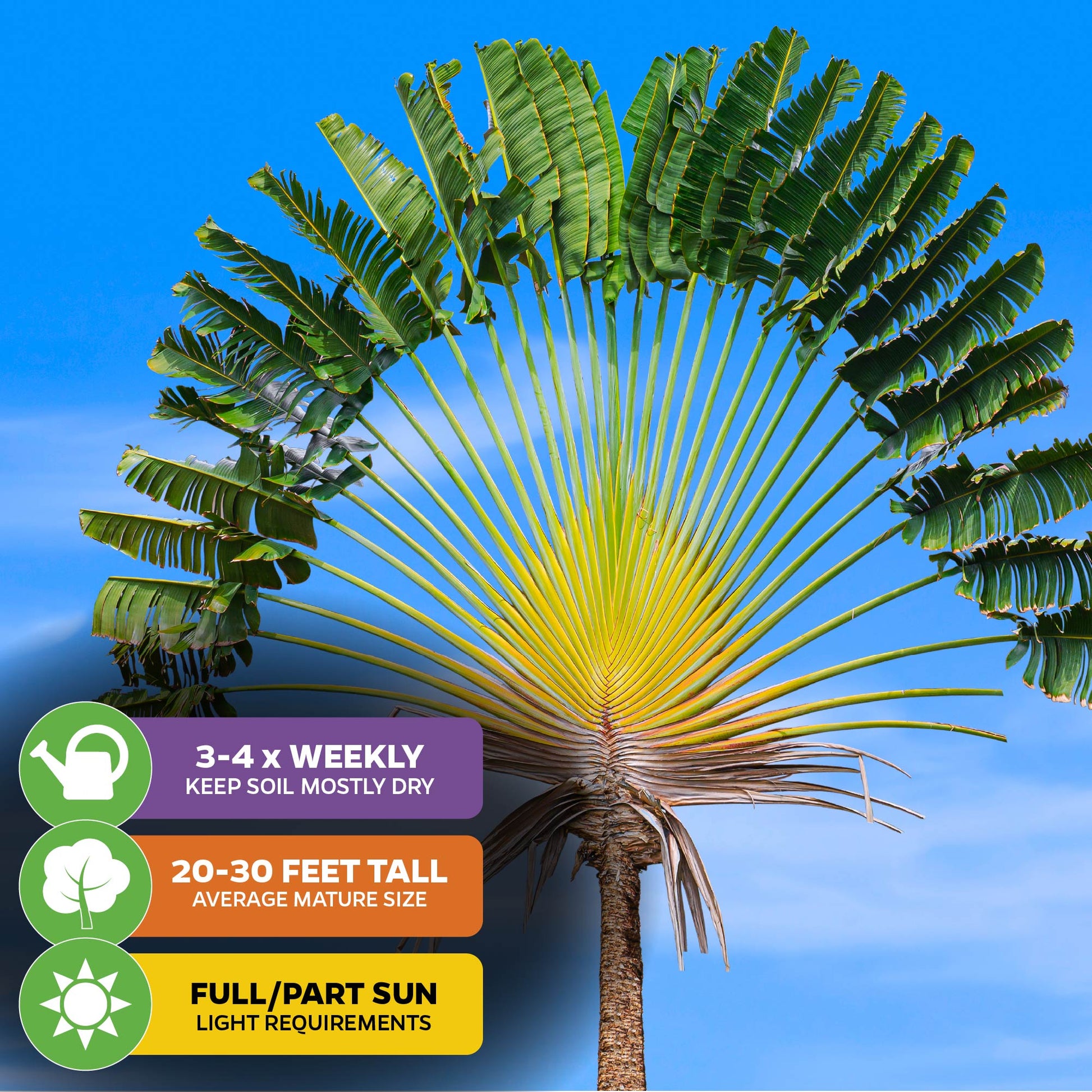 Traveler's Tree (Traveler's Palm) - Ravenala madagascariensis
