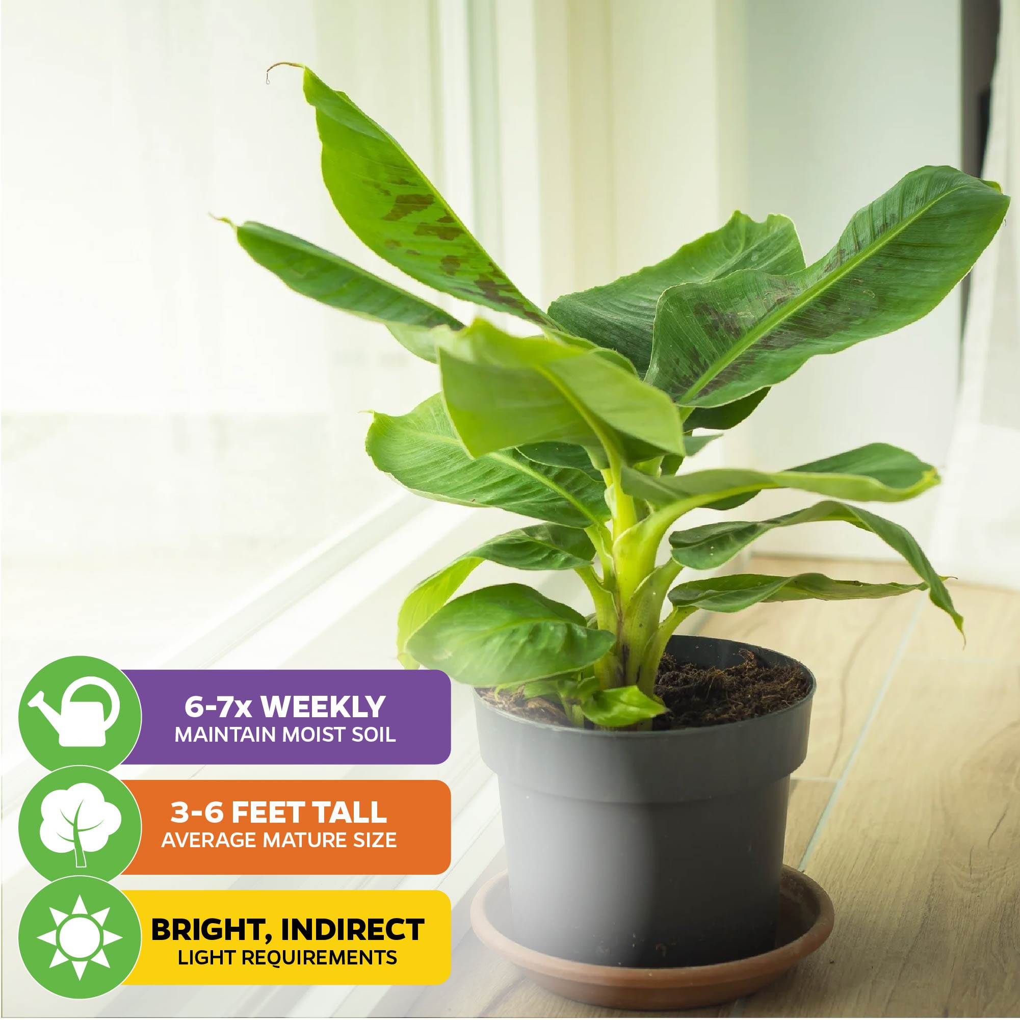A Wellspring Gardens Tropicana Banana (Super Dwarf Cavendish) - Musa, ideal for indoor containers, thrives in bright indirect light, needs watering 6-7 times a week, and produces edible fruit at just 3-6 feet tall.