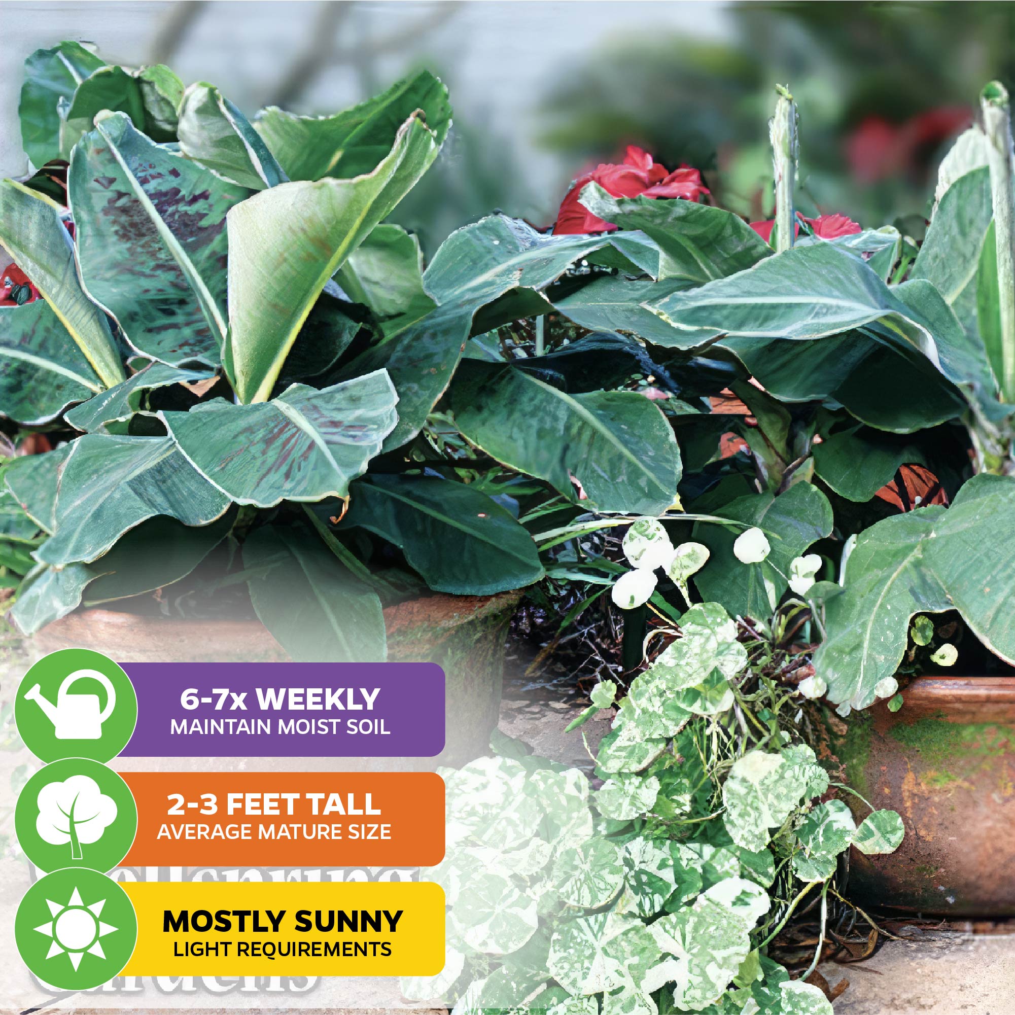 The Truly Tiny Banana - Musa from Wellspring Gardens, with lush green leaves and red blooms, sits outdoors among smaller plants. Care icons show: water 6-7x weekly, grows 2-3 feet tall, and thrives in mostly sunny light.