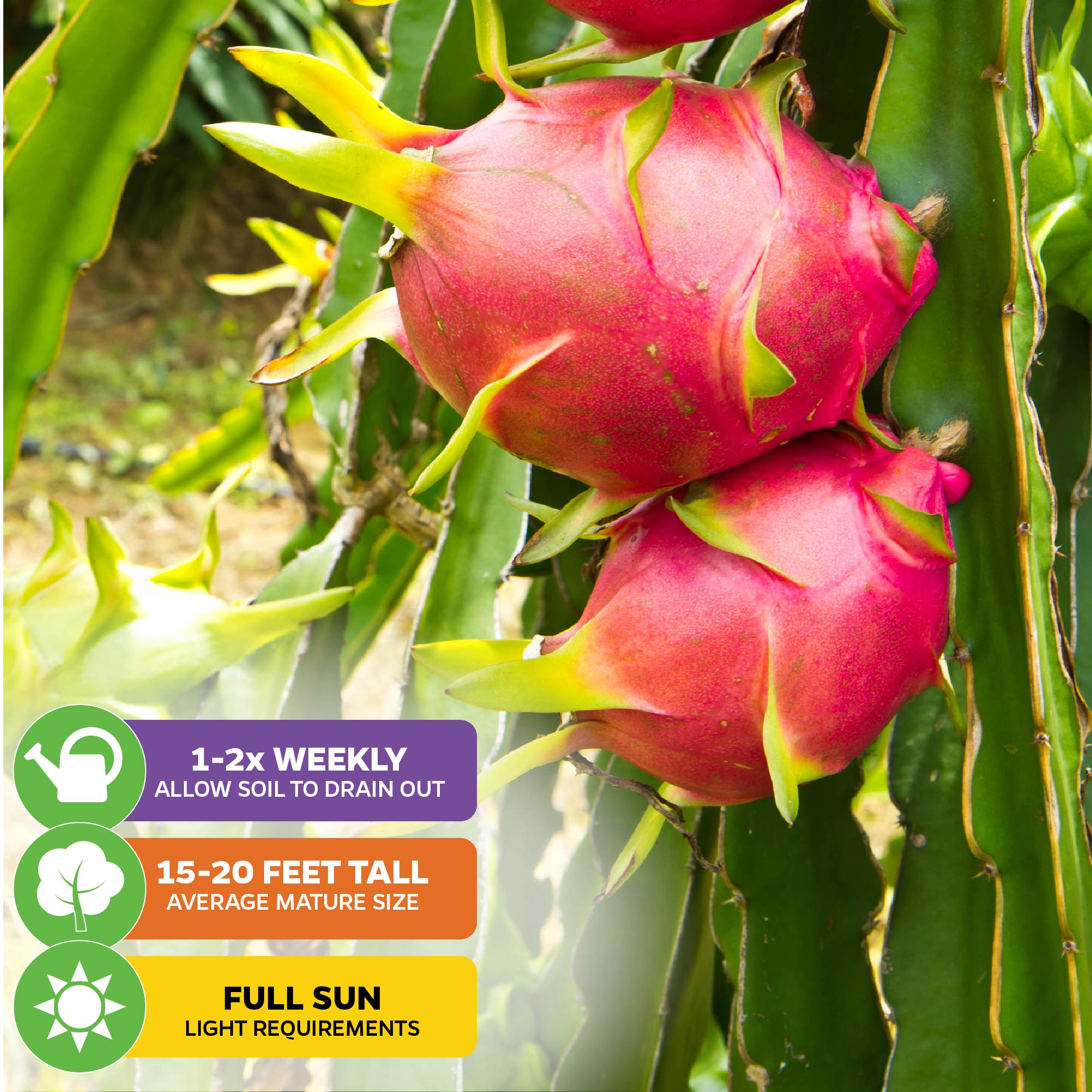 Two ripe Vietnamese Jaina White Dragon Fruits (Hylocereus undatus) from Wellspring Gardens grow on a cactus. This self-fertile fruit needs full sun, grows 15-20 ft tall, and should be watered 1-2 times weekly.