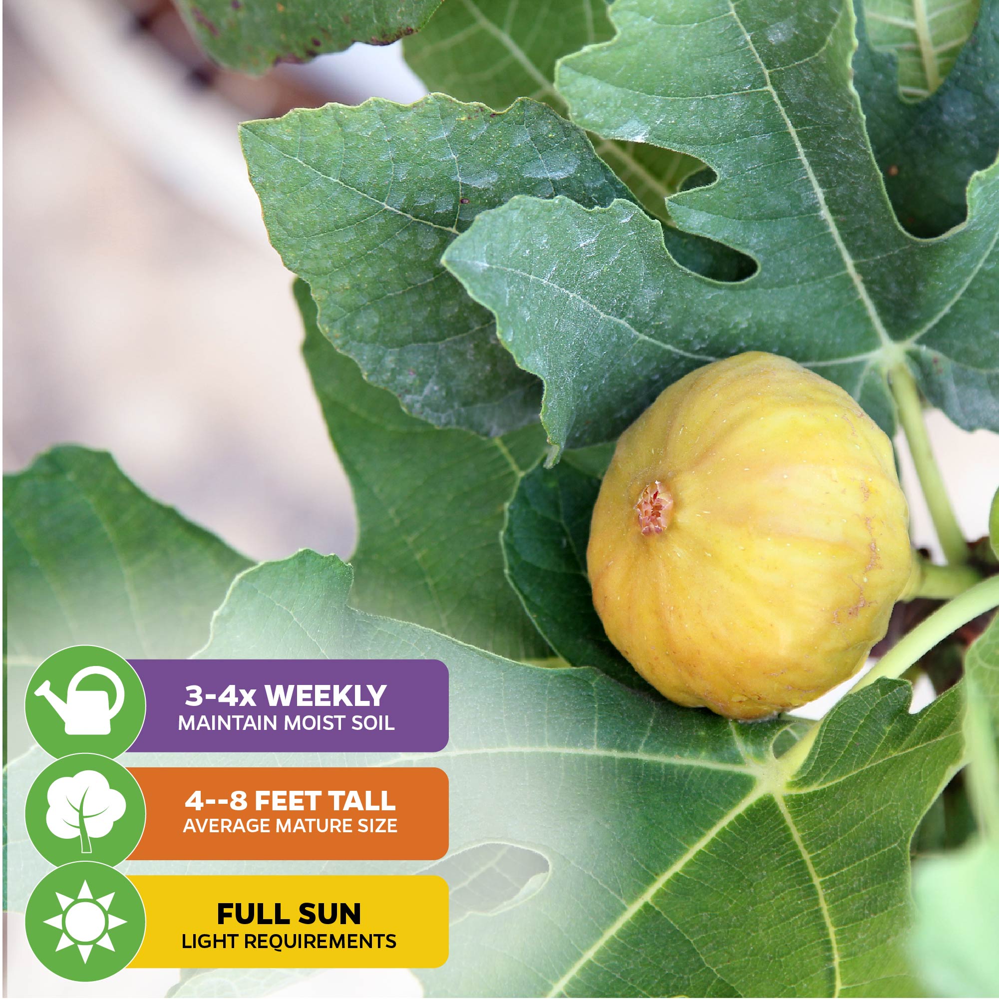 A ripe Yellow Long Neck Fig - Ficus carica by Wellspring Gardens grows among lush green leaves. Care tips: water 3-4x weekly, full sun, self-pollinating, matures at 4-8 ft tall. Prized for its honey sweet flavor.