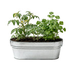 Taco Night Grow Kit | Planter + Growing medium + Tomato & Cilantro seeds