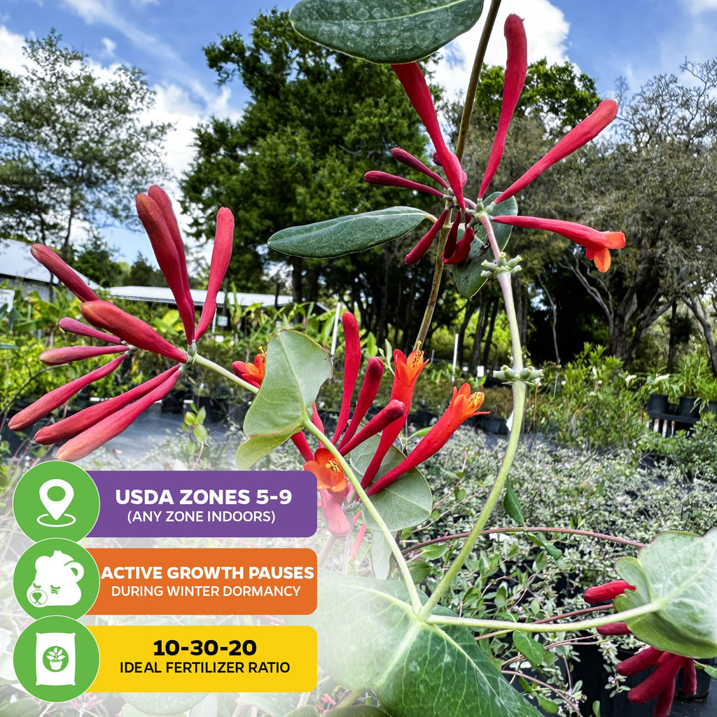 Trumpet Honeysuckle - Lonicera sempervirens