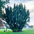 A large Peruvian Apple Cactus (Cereus peruvianus repandus) from Wellspring Gardens, with tall upright arms and white flowers, stands in a grassy yard near suburban homes and trees under a partly cloudy sky.