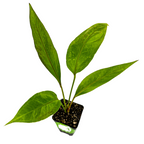 The Wellspring Gardens Anthurium Big Red Bird Bird's Nest features four large, wavy red leaves in a small pot, shown on a white background; perfect as an indoor or outdoor plant.