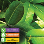 Close-up of lush green African Imbe Mangosteen - Garcinia livingstonei leaves by Wellspring Gardens with info: thrives in USDA Zones 9–11, winter dormancy halts growth, and prefers a balanced 1-1-1 fertilizer ratio.