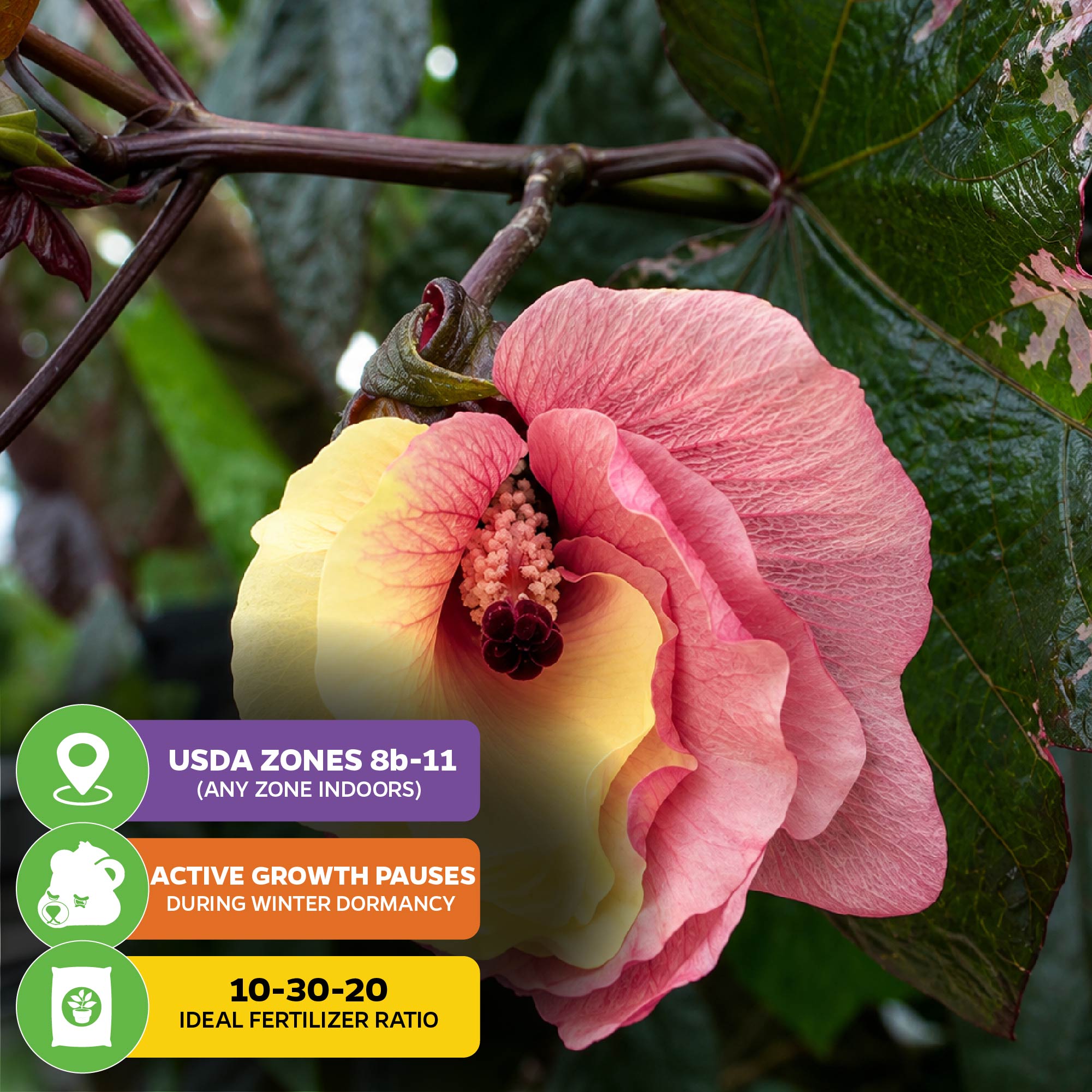 Auntie Lilli's™ South Sea Salad Bele Tree - Abelmoschus manihot