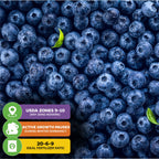 A close-up of fresh Biloxi Southern Highbush Blueberries (Vaccinium corymbosum) by Wellspring Gardens shows two green leaves and three icons: USDA Zones 9–10 (any zone indoors), winter dormancy, and 20-6-9 ideal fertilizer ratio.