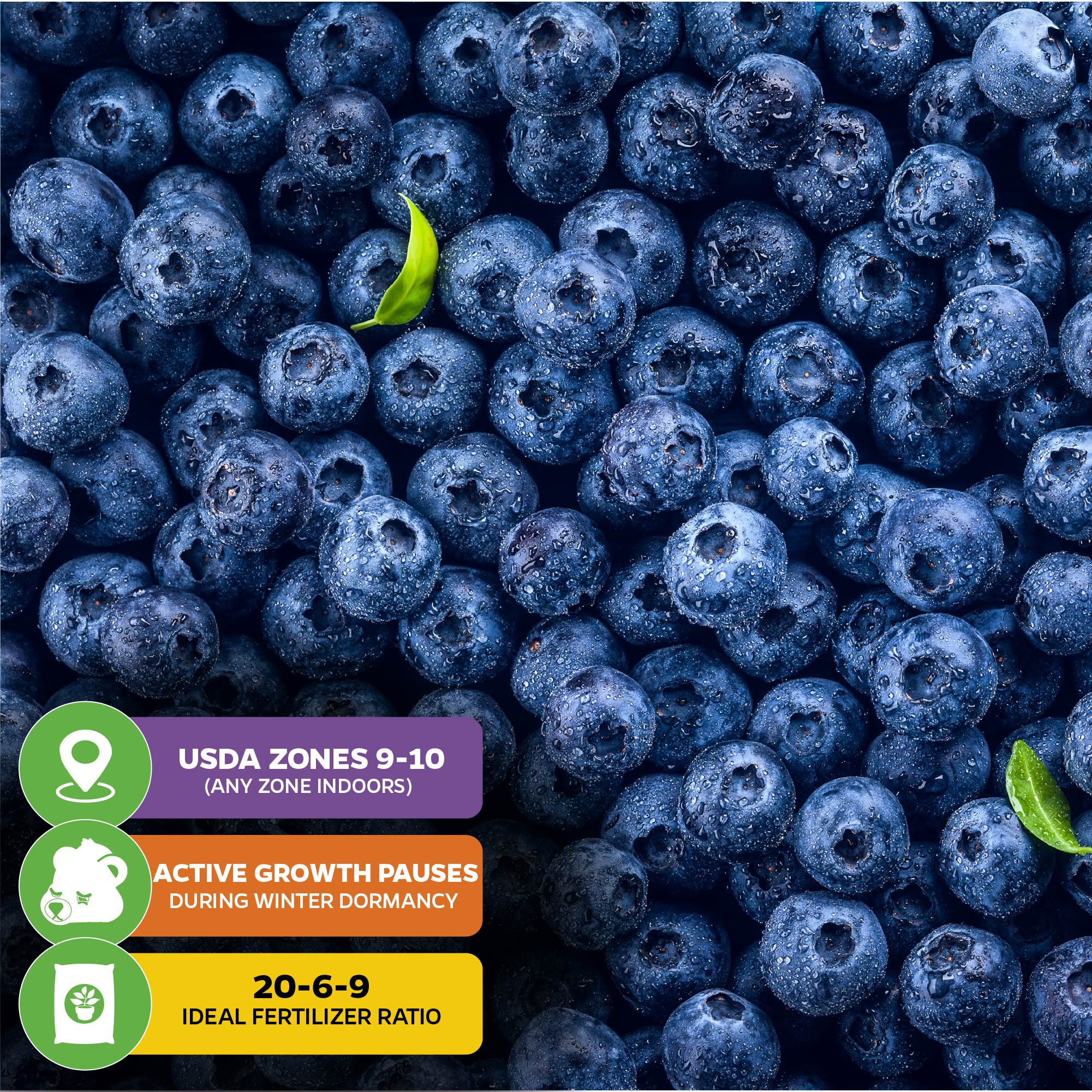 A close-up of fresh Biloxi Southern Highbush Blueberries (Vaccinium corymbosum) by Wellspring Gardens shows two green leaves and three icons: USDA Zones 9–10 (any zone indoors), winter dormancy, and 20-6-9 ideal fertilizer ratio.