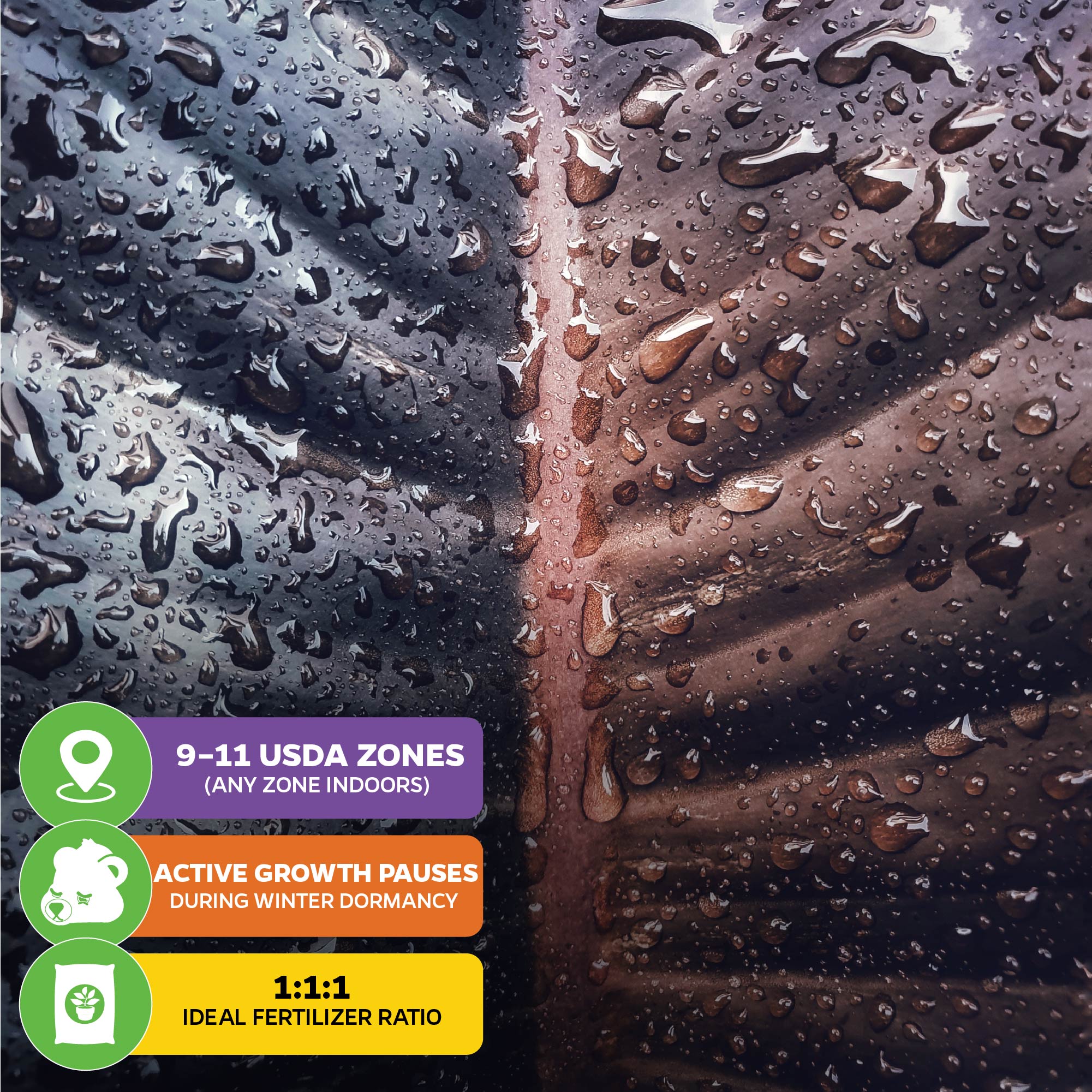 A close-up of a Philodendron Black Cardinal leaf with water droplets. Overlay boxes show: USDA zones 9–11, winter dormancy pauses growth, and Wellspring Gardens recommends a 1:1:1 fertilizer ratio for this houseplant.