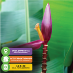 The Bordelon Red Ornamental Banana - Musa by Wellspring Gardens features a vibrant purple flower amid green leaves and red-purple foliage. Key points: USDA zones 8–11, winter dormant, use 15-6-30 fertilizer.