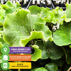 The Crested Leopard Plant (Tractor Seat Plant) - Farfugium japonicum 'Crispata' from Wellspring Gardens features large, fuzzy green leaves; it grows in USDA zones 7–10, pauses growth in winter dormancy, and prefers a 1-1-1 fertilizer ratio.