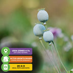 Close-up of three pale, round Darrow Blueberry (Vaccinium corymbosum) buds by Wellspring Gardens on green stems. This self-pollinating Highbush thrives in USDA zones 4–7a. Growth pauses in winter; use a 20-6-9 fertilizer. Soft, blurred background.