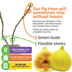 Infographic: Wellspring Gardens Deanna Fig Tree (Ficus carica) branches with green buds and flexible stems, notes that high-yield trees may ship leafless during winter dormancy. Includes icons for USDA zones 6-10, paused winter growth, and ideal 20-20-20 fertilizer.