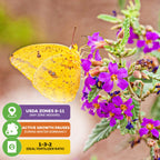 A yellow butterfly visits small purple Florida Teabush (Melochia tomentosa, Wellspring Gardens) blooms—perfect for edible landscapes. Ideal for USDA zones 8-11; growth pauses in winter; use fertilizer with a 1-3-2 NPK ratio.