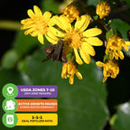 A small brown butterfly feeds on a yellow Tractor Seat Plant (Leopard Plant)—Farfugium japonicum var. Gigantea from Wellspring Gardens. USDA Zones 7-10 or indoors, winter dormancy pauses growth, and 1-1-1 fertilizer is ideal.