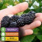 A hand holds three ripe, thornless Prime-Ark Freedom blackberries by Wellspring Gardens with green leaves behind. Overlay icons show: USDA zones 4-8, primocane-fruiting, winter dormancy, and recommend 20-6-9 fertilizer.