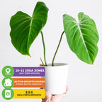 A hand holds a Wellspring Gardens Philodendron Gloriosum in a white pot. Info icons show: 10–11 USDA zones (indoors), winter dormancy slows growth, and use 1:1:1 fertilizer for this easy-care houseplant.