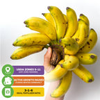 A hand holds Gros Michel "Big Mike" Banana - Musa by Wellspring Gardens. Text boxes show USDA Zones 9-11, winter dormancy growth pause, and a recommended 3-1-6 fertilizer ratio.