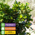 A Grumichama bush (Brazilian Cherry) from Wellspring Gardens. Overlays show USDA zones 9b-11, note winter dormancy halts growth, and display optimal 20-6-9 fertilizer ratio with icons.