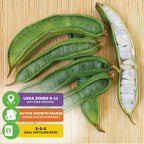 Several green Ice Cream Bean - Inga spectabilis pods from Wellspring Gardens rest on a bamboo mat. One is open, showing white pulp. Text overlays share growing tips, fertilizer ratio, and recommended USDA zones for this tropical fruit tree.