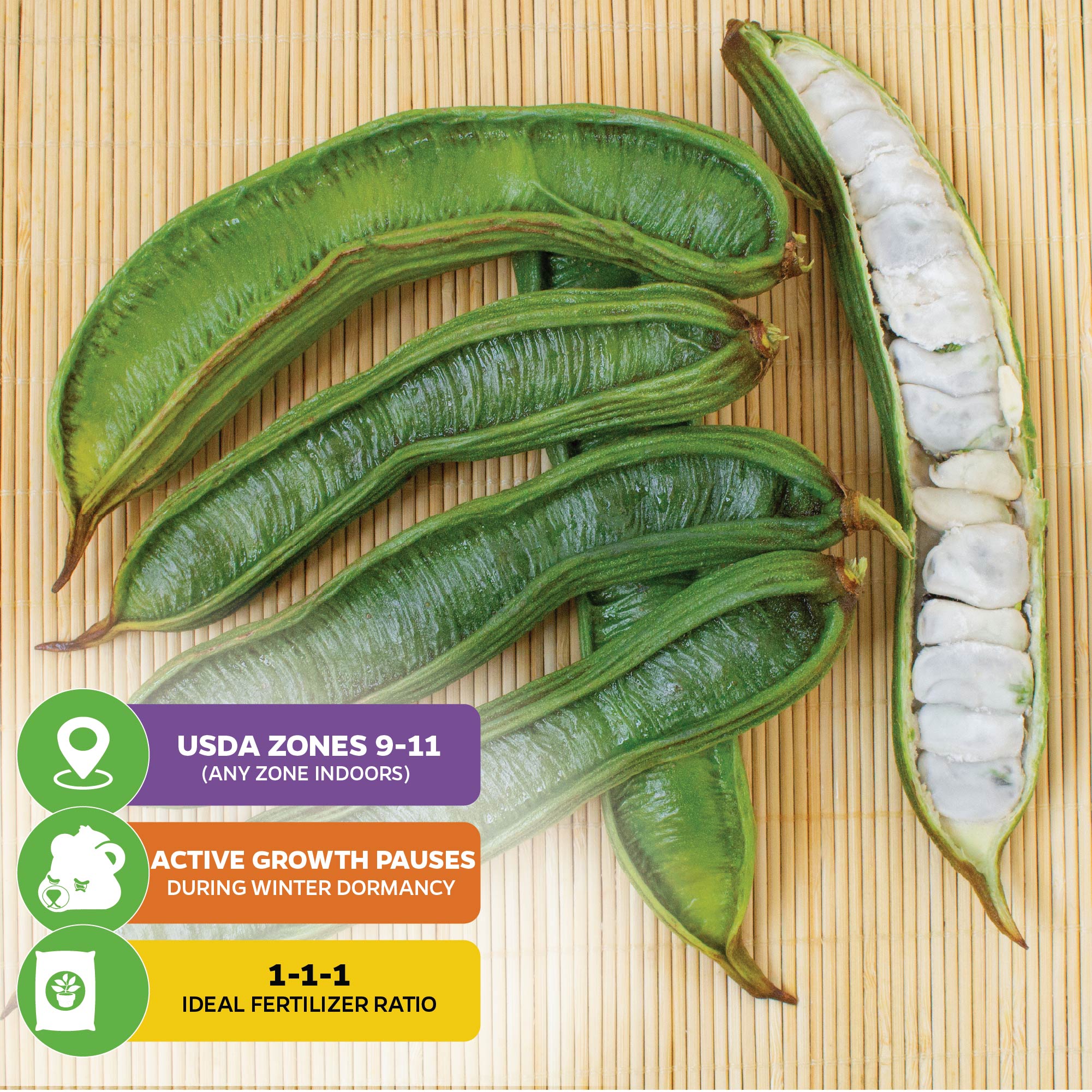Several green Ice Cream Bean - Inga spectabilis pods from Wellspring Gardens rest on a bamboo mat. One is open, showing white pulp. Text overlays share growing tips, fertilizer ratio, and recommended USDA zones for this tropical fruit tree.