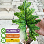 A hand holds a large green Alocasia Jacklyn (Alocasia tandurusa) from Wellspring Gardens above a patio potted plant. Text: USDA Zones 10a-12b, ideal fertilizer ratio 2-1-2, active growth pauses in winter dormancy.