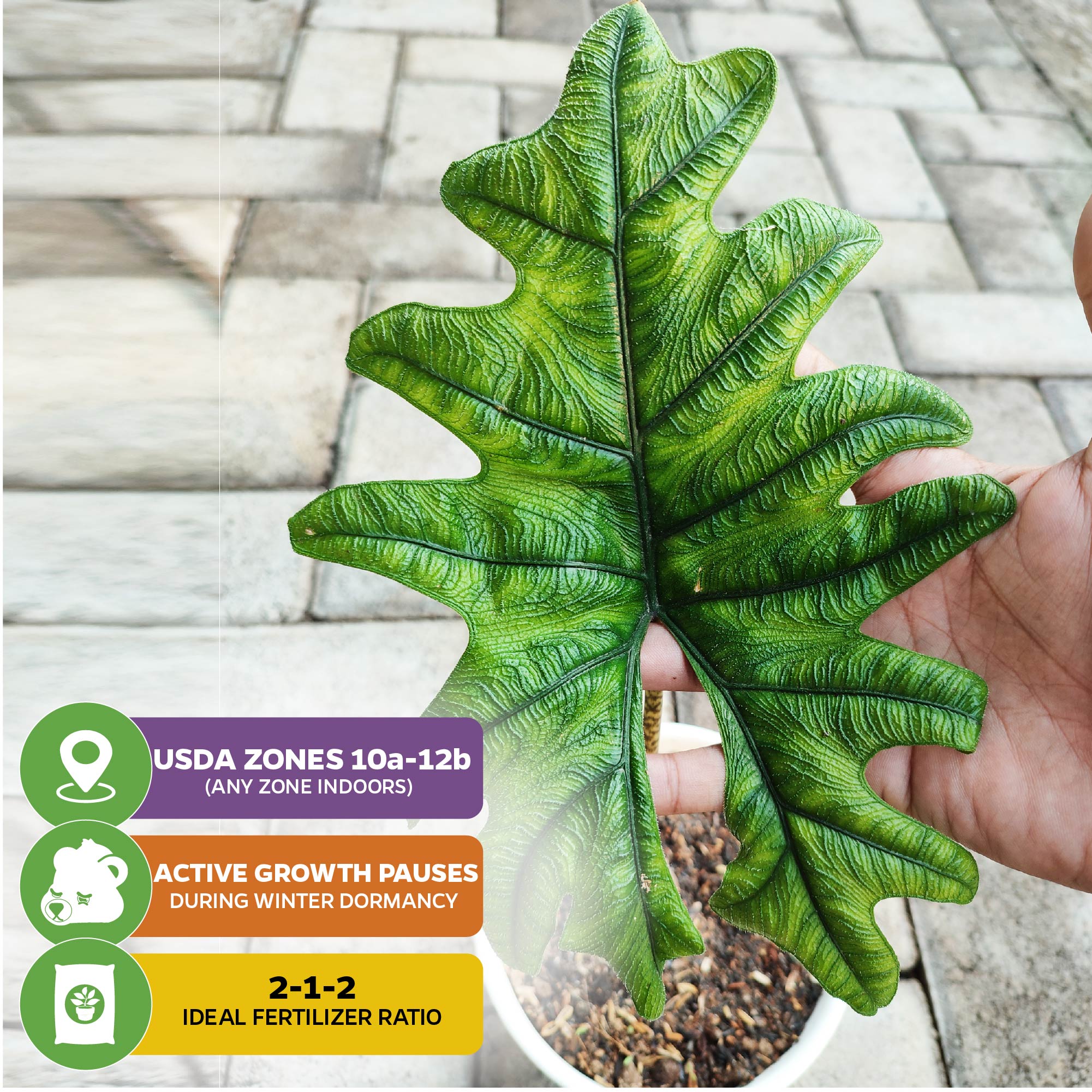 A hand holds a large green Alocasia Jacklyn (Alocasia tandurusa) from Wellspring Gardens above a patio potted plant. Text: USDA Zones 10a-12b, ideal fertilizer ratio 2-1-2, active growth pauses in winter dormancy.