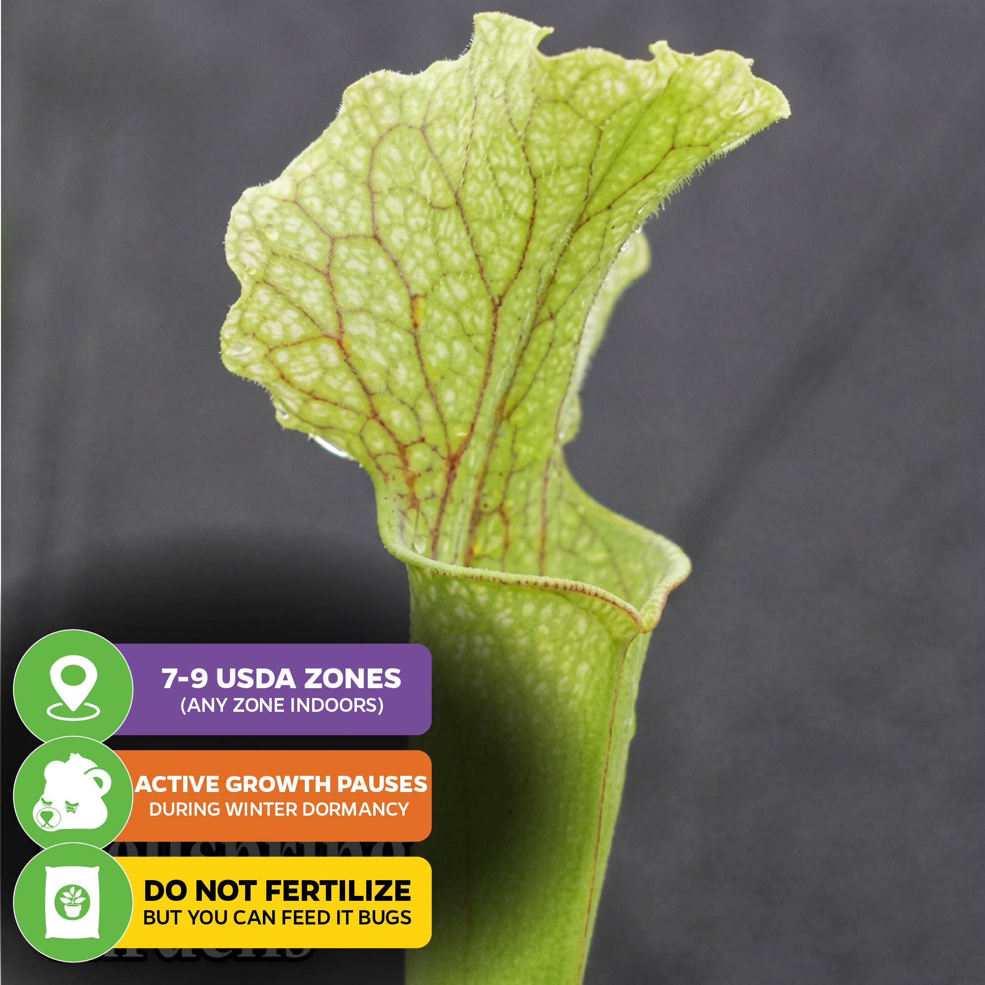 Judith Hindle Pitcher Plant Carnivorous - Sarracenia