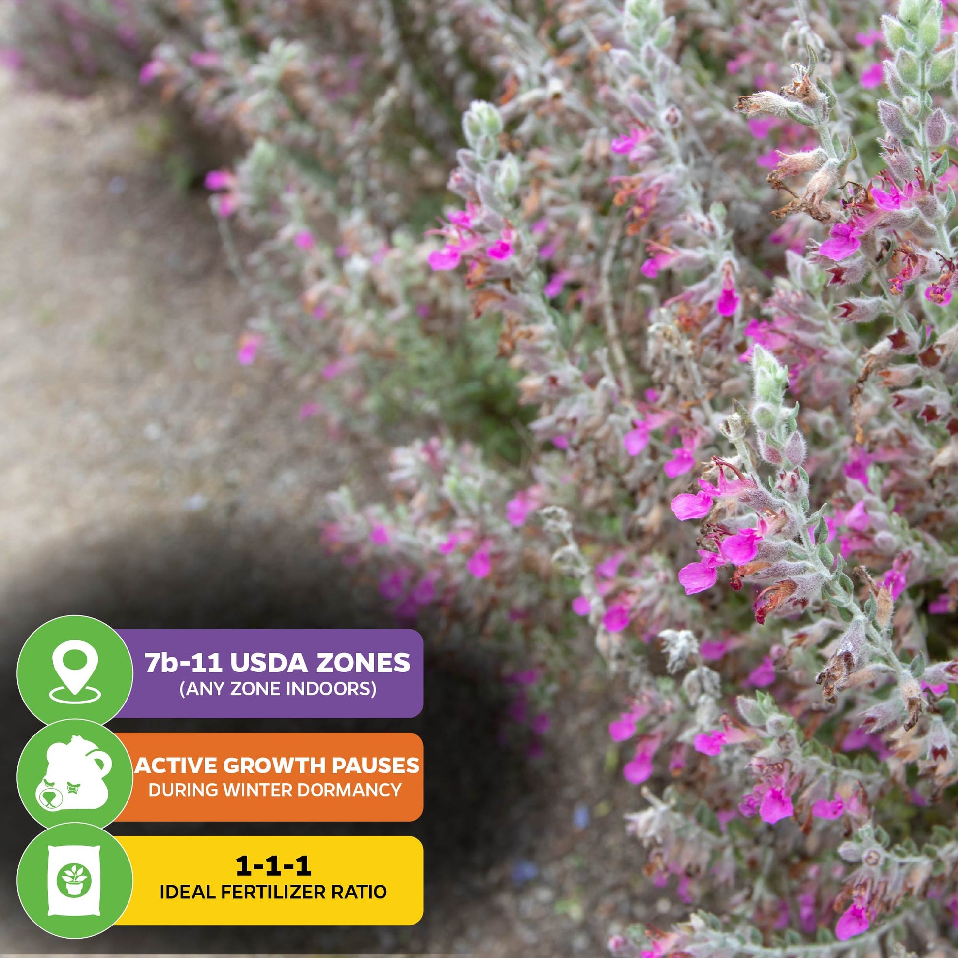 Kitty Crack (Cat Thyme) - Teucrium marum