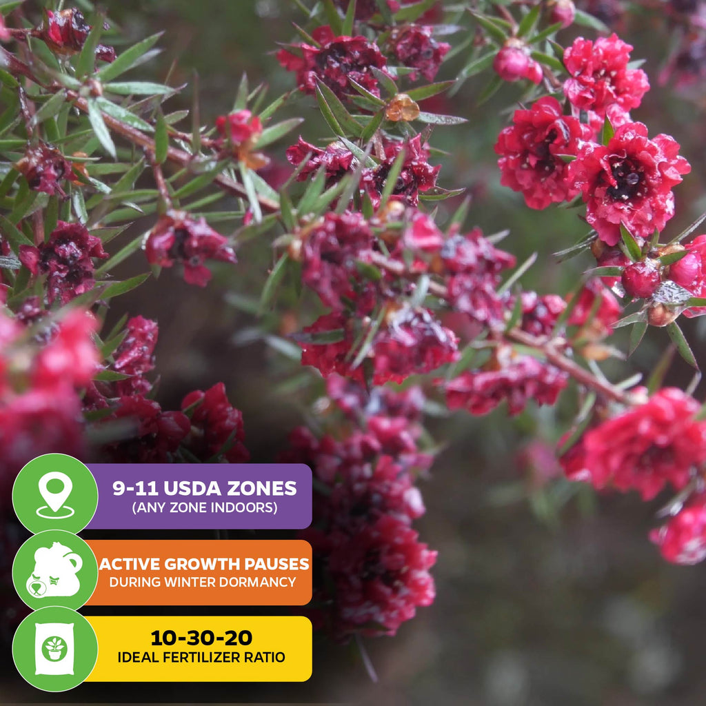 New Zealand Tea Tree Manuka Plant - Leptospermum scoparium