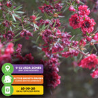 Close-up of red New Zealand Tea Tree Manuka Plant (Leptospermum scoparium) by Wellspring Gardens—green leaves, icons for USDA zones 9-11 (indoor any zone), winter dormancy, and ideal 10-30-20 fertilizer—perfect for Manuka honey fans.
