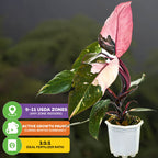 The Marble Galaxy Philodendron by Wellspring Gardens is a potted houseplant with green, white, and pink variegated leaves. Info labels note 9-11 USDA zones, winter dormancy halts growth, and a 1:1:1 fertilizer ratio.