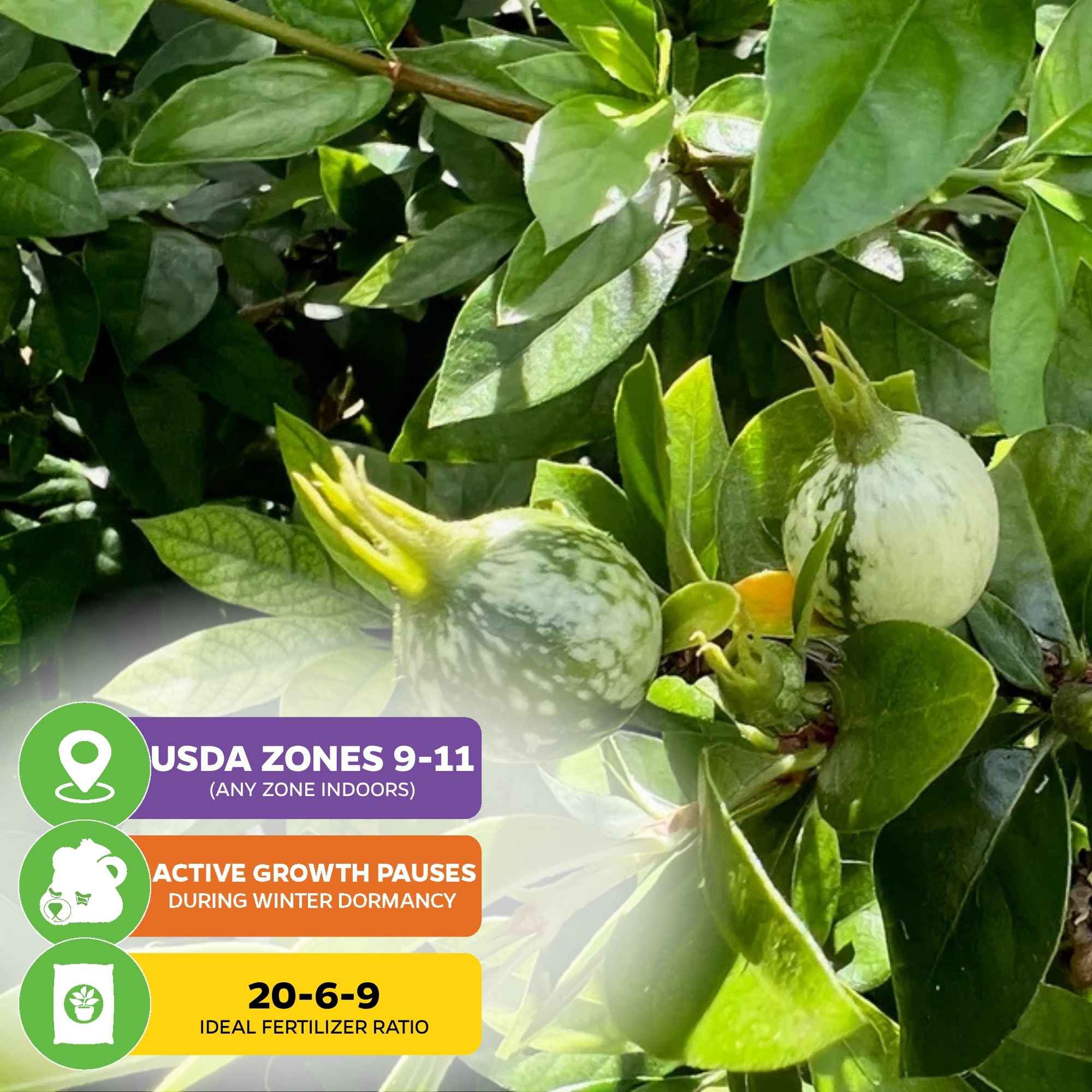 Blackberry Jam Fruit Tree - Randia formosa