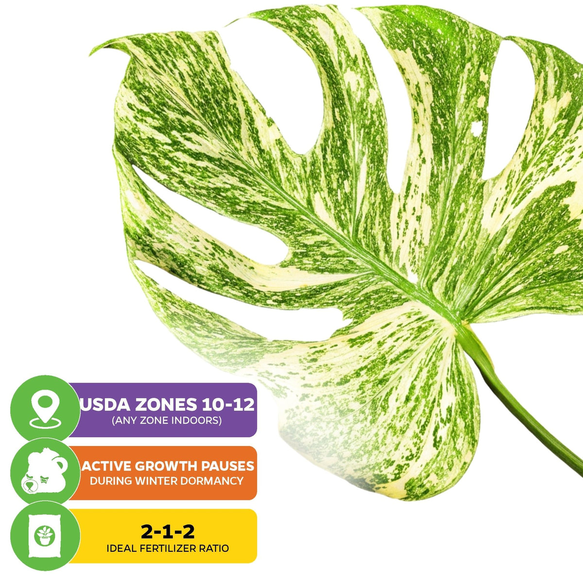 Green Snow Monstera - Monstera deliciosa 'Green Snow'